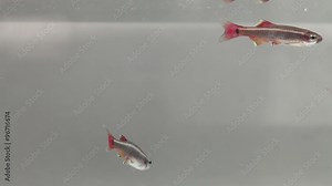 Aquarium tank with White Cloud Mountain minnow. Tanichthys albonubes. macro view, soft focus
