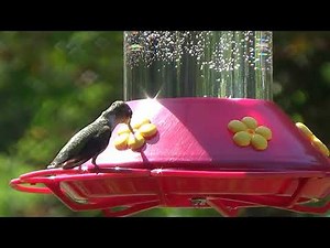 National Hummingbird Day