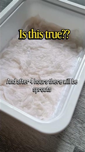 Another method of Planting Habanero seeds #plants #peppergrowing #habanero #spicy #fypシ゚viral #sub