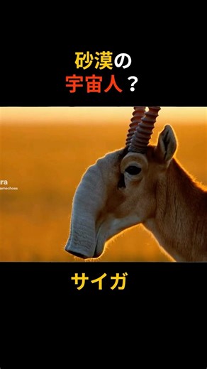 【実在】鼻が「掃除機」すぎる？氷河期から生きる謎の珍獣「サイガ」の正体が衝撃的… #shorts #動物