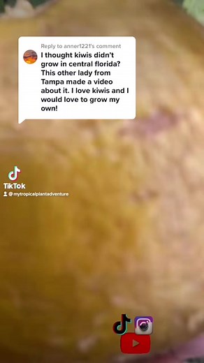 Growing Kiwis in Florida: From Seed to Fruit