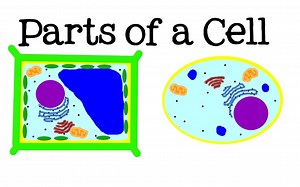 All About Cells and Cell Structure： Parts of the Cell for Kids - FreeSchool