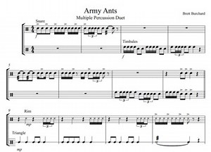 Army Ants multiple percussion duet
