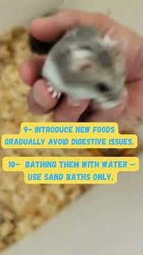 10 Tips & Mistakes with Russian Dwarf Hamsters 🐹