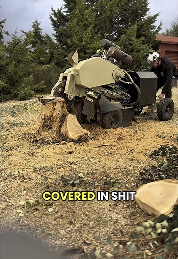 Expert Tree Stump Removal Techniques Explained