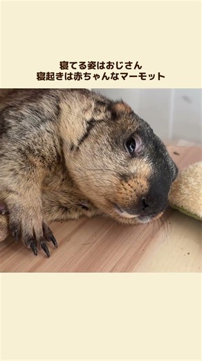 Void-Healing Marmot #marmot #mamochi