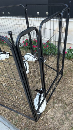 فيديوهات أنشأها بت ستيشن petstation (@petstation_qtr) باستخدام original sound - بت ستيشن petstation