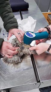 Meet Fritz, a Western Screech Owl from Juneau! 🦉 Fritz came to the Alaska Raptor Center back in October 2024, with a major metacarpal break, making his future uncertain. With expert care, medication, good meals, and plenty of time to heal, he made a full recovery! After months of rehab, Fritz proved he was ready and we were thrilled to release him back into the wild. Fly free, Fritz! #WildAndFree #RaptorRehab #OwlRelease #WesternScreechOwl | Alaska Raptor Center