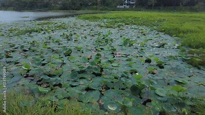 Nelumbo nucifera, Indian lotus plants