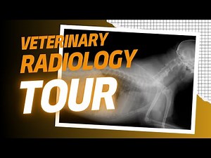 Inside a Veterinary Radiology Room: How Vets Use X-Rays to Save Lives!