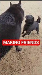 Making Friends at America's BEST Dog Park 🐕 (Part 3)