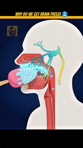 Why Does Brain Freeze Happen 😱