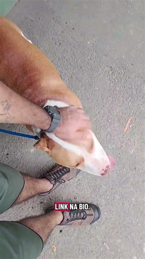 Adestramento Comportamental Dois Pitbulls Irmãos #cães #shortsfeed #shorts #pitbull #cachorro #dogs