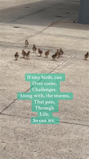 Be patient it will all come together some how. #trust #inspirationalquotes #thistooshallpass #time #chickensoftiktok #chicks # babychicks #fyp #trend #hawaii #hawaiislands