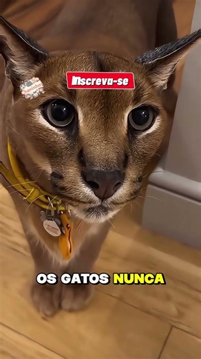 Seu gato ainda é SELVAGEM? 😳 A verdade que ninguém te contou!