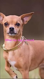 Chihuahua and Shih Tzu