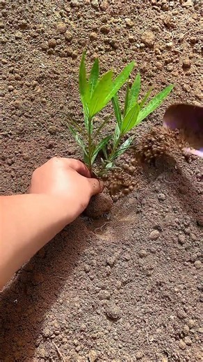 How to Plant Water Spinach (Kangkong) Seedlings #shorts