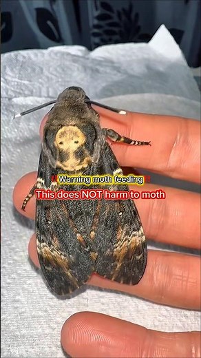 Why do these moths sound so cute though! ? #moths #mothfeeding #mothsqueak