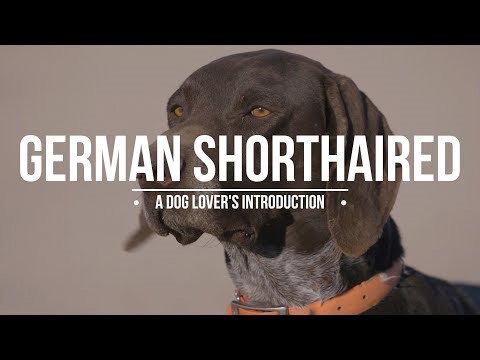 GERMAN SHORTHAIRED POINTER: A DOG LOVER'S INTRODUCTION