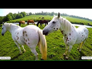 Wild Horse [Appaloosa Horse] mating at natural riverside