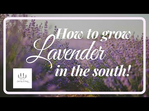 HOW TO GROW LAVENDER IN THE SOUTH!