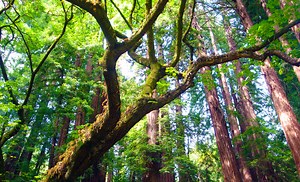 A Diverse Approach Is Key To Carbon Removal - CleanTechnica