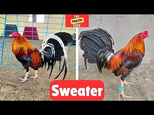 𝐏𝐨𝐮𝐥𝐭𝐫𝐲 𝐄𝐱𝐩𝐨 | 𝐒𝐰𝐞𝐚𝐭𝐞𝐫 𝐅𝐨𝐰𝐥 𝐂𝐨𝐦𝐩𝐢𝐥𝐚𝐭𝐢𝐨𝐧