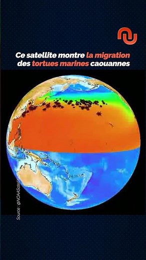 Il montre la migration des tortues marines !