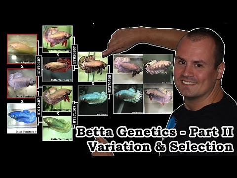 Part II: Betta Genetics - Variation & Selection