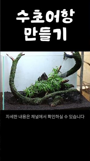 수초어항 만들기 #수초 #수초항 #수초어항