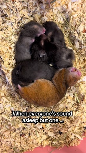 Adorable Baby Hamsters: Watching Them Wake Up