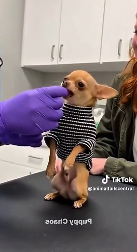 Hilarious Chihuahua Moments Captured