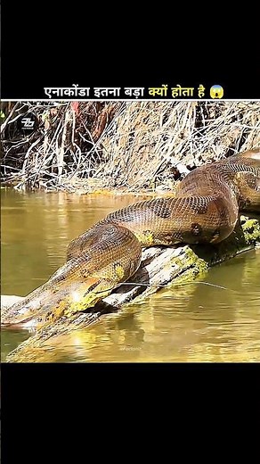 Why Do Anacondas Get So Big? 🐍😱