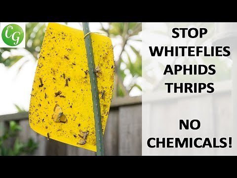 Sticky Whitefly Aphid trap - How To Control Whitefly & Aphids Without Using Chemicals & Pesticides