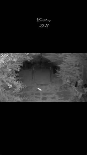 **Caught on Night Vision: A Bizarre Flying Bug & a Moth Gone Wild!** 🌌🪰#nature #night #weird insects