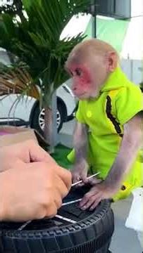 Bibi and Dad created the car #monkey #babymonkey #funny #cute #animals #bibi #baby #food #shorts