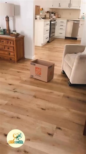 Check out Luna absolutely KILLING scentwork! Today, we worked on moving her off boxes and placing the scent elsewhere for her to use her nose to find, using a freeze and lock - and she is doing phenomenal. This was one of the first times we moved the scent out of the box. So - what are you seeing in this video? Luna is dipping her head into boxes to see where the scent is strongest. You can see her dip her head and continue walking, following her nose - where she finds the scent hidden on the pi