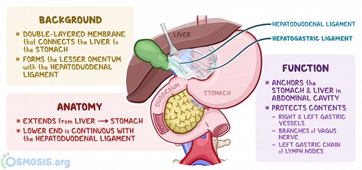 Gastrohepatic Ligament: What Is It, Location, and More | Osmosis