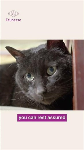 Why You Should Consider Adopting a Senior Cat