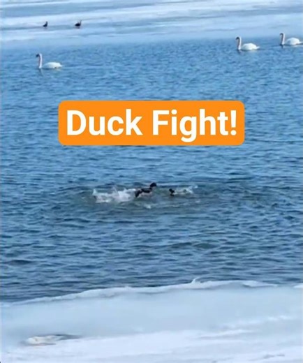 Duck Fight. Mallard Drakes Clash. #Duck #Birds #Fighting #Nature #Wildlife #ytshorts #Shorts #new.