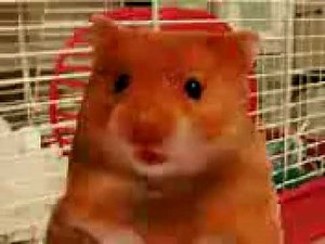 RAPPING HARRY THE HAMSTER swearing