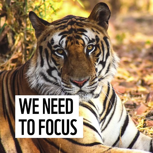 Adopt a tiger and help us fund projects that monitor tiger movements, reduce poaching and help local communities to live peacefully alongside them. | WWF UK