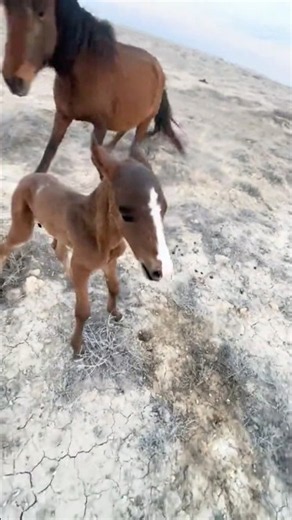 How is the foal? #horse #arabianhorses #myhorse #horses #littlehorses #horsesforsale