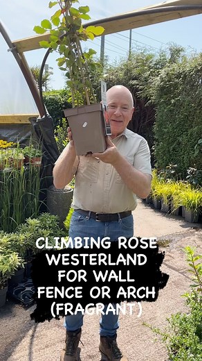 Climbing Rose Westerland is fragrant and flowers non stop from June until October. Perfect for wall,fence or arch . Dahlia “Happy Days Pink “ for pots beds or rockeries. Planting time is from now, available in webshop https://pergolanurseries.ecwid.com ALL IRELAND DELIVERY 🚚 32 Counties WEBSHOP https://pergolanurseries.ecwid.com Pergola Nurseries Garden Corner, Virginia,Co Cavan A gardeners oasis of quality plants Open Tuesday to Saturday 10.30-6 Open Sundays | Pergola Nurseries Garden Corner