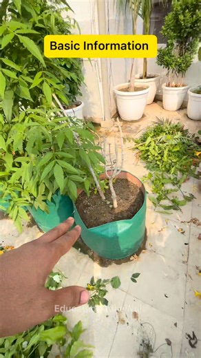 Dishant Chola on Instagram: "Plants Should Be Maintained Timely With Some Experienced Gardener. Detail me jayenge to kaafi jyada explain karna padega jo mujhe lagta hai itna samajhne ki jarurt hi nhi hai 😅 Vaise ye teen bacteria hote hai mainly Azotobacter Bacteria, Rhizobium bacteria and Mycorrhiza Bacteria etc. Directly to bacteria bhi nahi khata podha bacteria se milne vale nutrition khata hai jisme Nitrogen, Phosphorus and Potassium ek main foods hai. #educatedpodhewala #podhewala • 