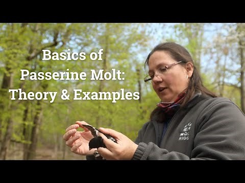 Basics of Passerine Molt: Theory and Examples
