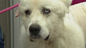 Georgia dog fights off pack of coyotes to protect sheep