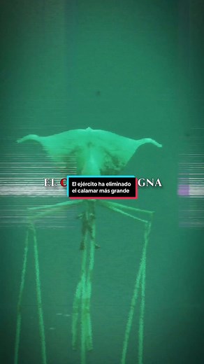 Descubrimiento del Calamar Magnapinna por un Joven Pescador | Impactante Resultado