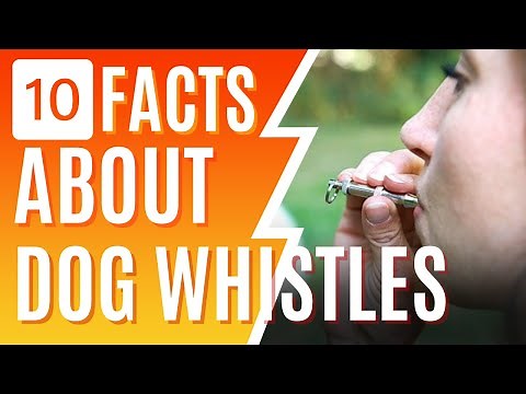 10 Interesting Facts About Dog Whistles You May Not Know