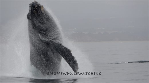 Sometimes the humpback whales put on a production that you just can't beat and this morning was one of those rides! After watching several breaches in a row (as if that wasn't already spectacular), Aurora, her latest calf and a third whale gave us an unbelieveable show! The three humpbacks performed multiple tail slaps, peduncle throws as well as rolling around and showing off their pectoral fins. At times, they even did it in unison! This is just Part I! Video by Cheré Moms Whale Watching | Mom